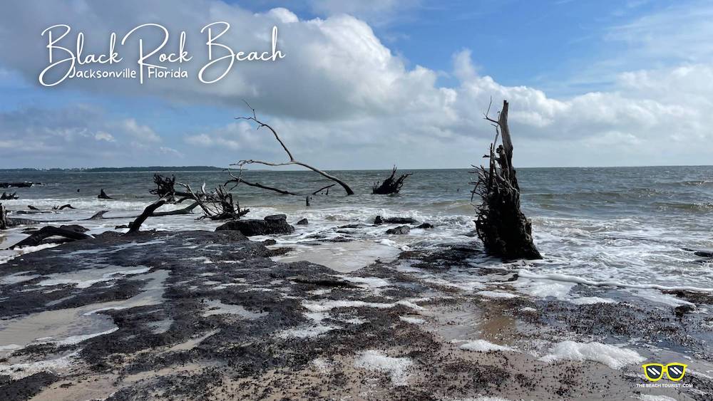 Black Rock and Dead Oak Tree Skeletons Come Together in Perfect Harmony