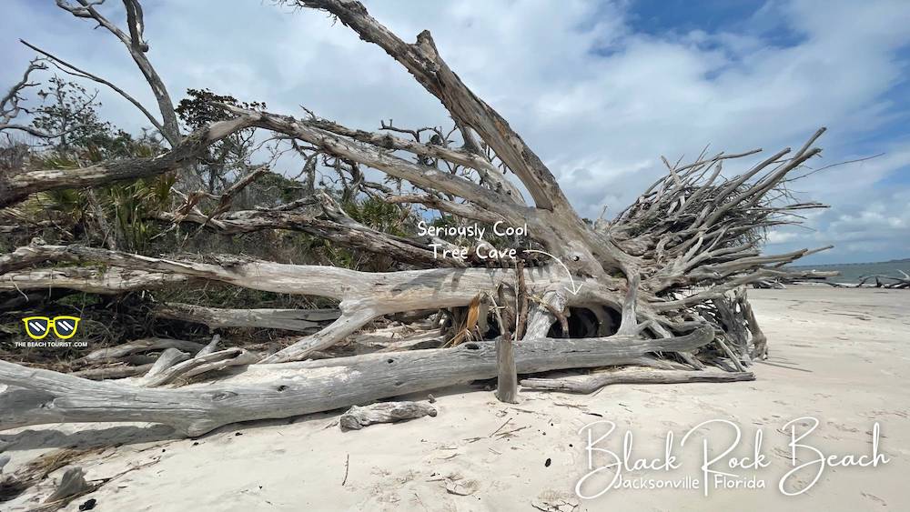 This Seriously Cool Tree Cave is a Must Explore When You Visit