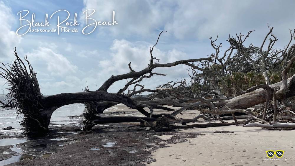 The Enchanted Tree Forrest of Old Dead Tree Skeletons in Black Rock Beach Florida