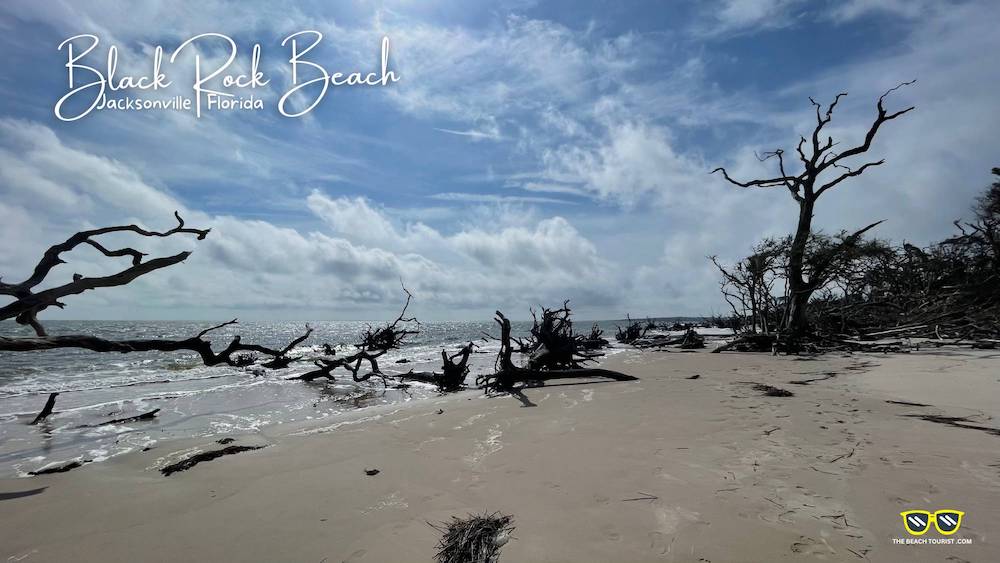 Black Rock Beach Florida Enchanted Tree Skeletons