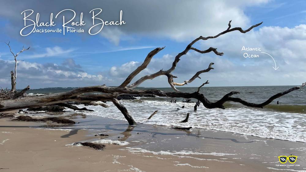 Another View within the Enchanted Tree Skeleton Forrest on the Beach