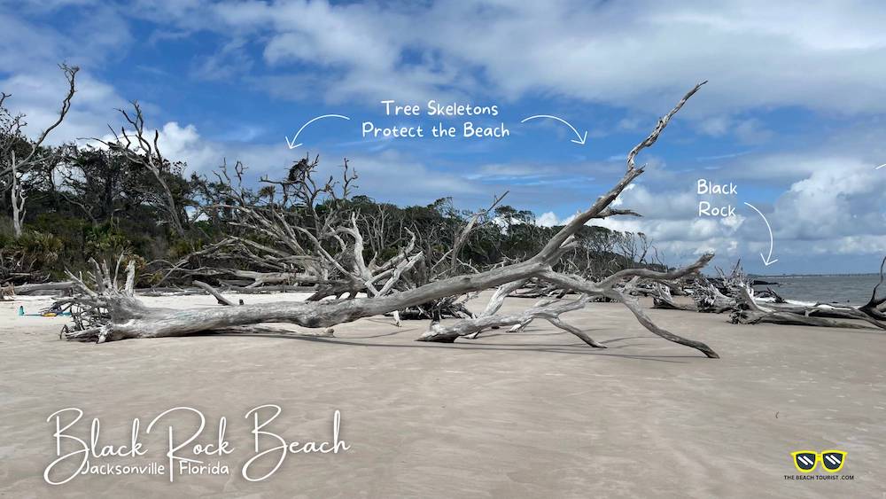 The Tree Skeletons actually work to Protect the Beach and Land Behind it