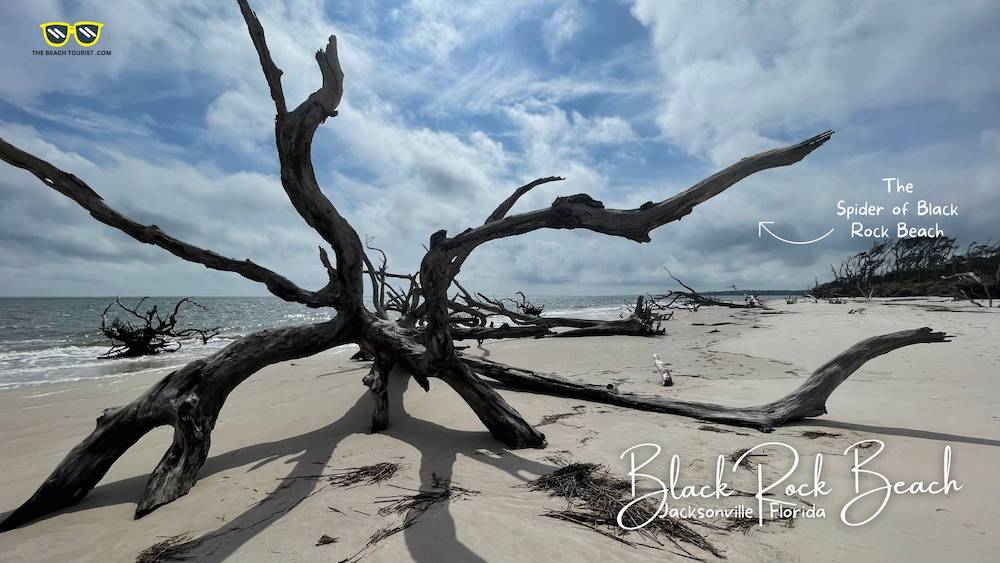 The Tree Spider of Black Rock Beach Florida